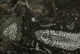 Polished Devonian Fossil Coral and Bryozoan Plate - Morocco #365129-1